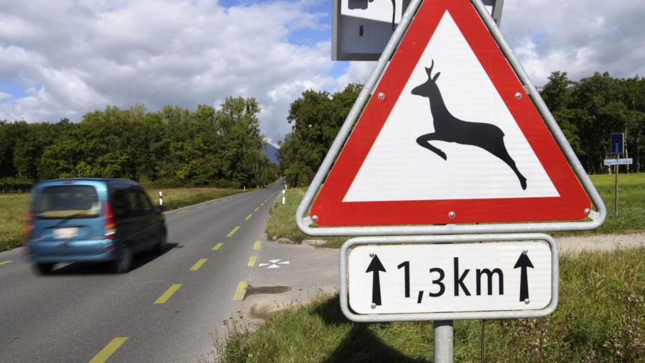 Genève reconduit les tirs de régulation des cerfs jusqu'en 2027