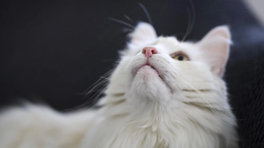 Berne : le Grand Conseil demande le puçage obligatoire des chats