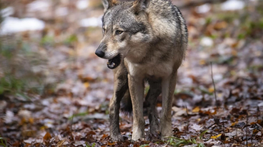 Deux génisses tuées par le loup aux Verrières (NE)