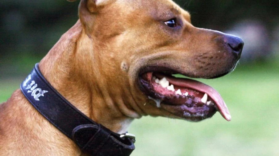 France : le pitbull Curtis euthanasié après la mort d'Elisa