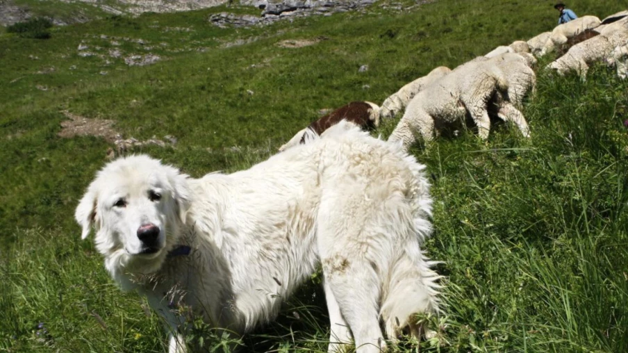 Valais : le Grand Conseil veut exonérer d'impôt les chiens de berger