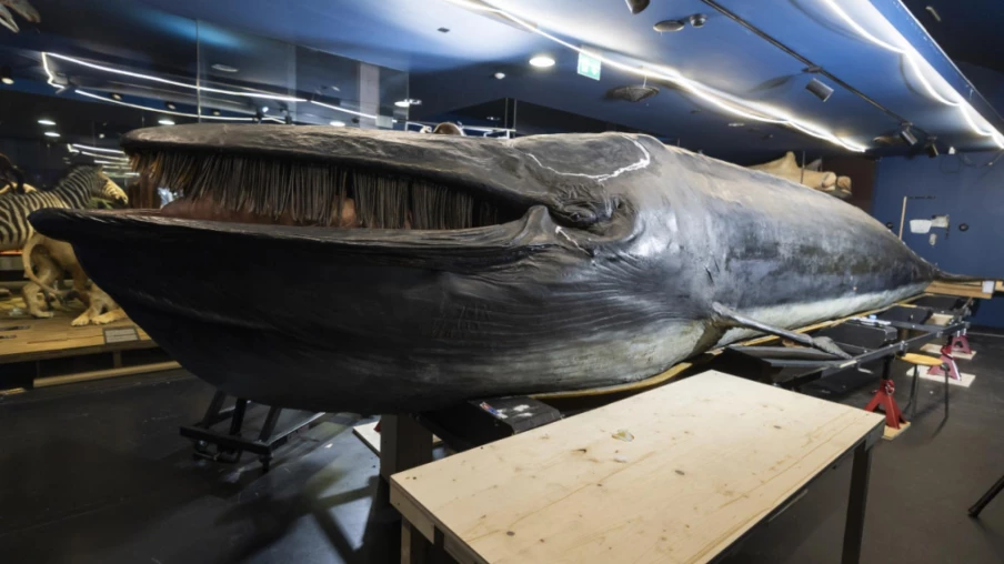 Fribourg : exposition Bis bald Baleine au MHNF, miniatures et adieux