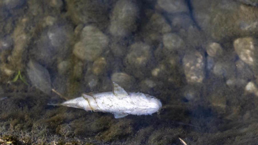 Fribourg : les bons gestes pour prévenir la pollution des eaux et sols