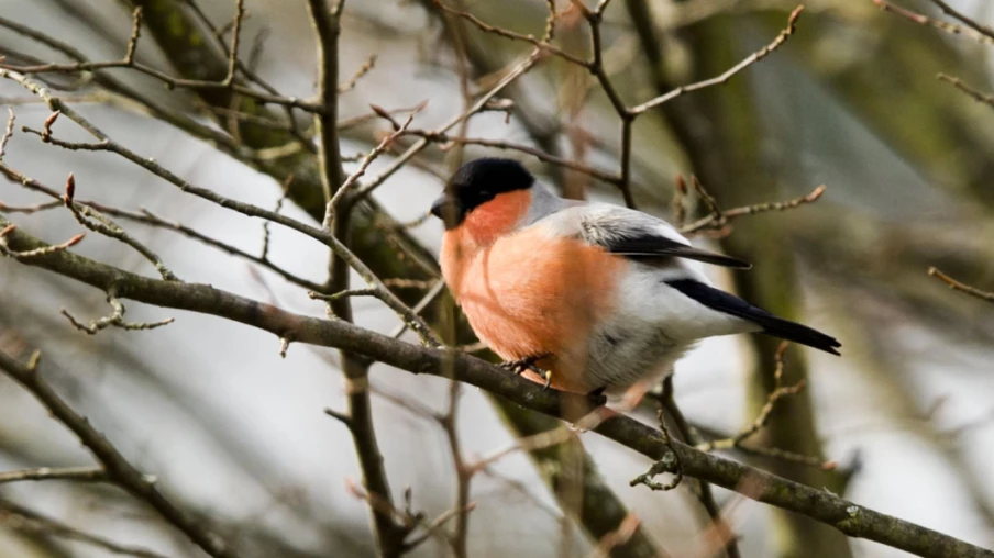 Écouter le chant des oiseaux réduit le stress et améliore le bien-être