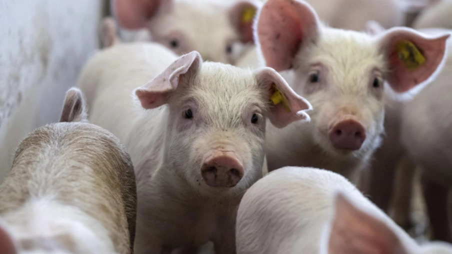 Pétition pour la fermeture d'une porcherie vaudoise après maltraitance