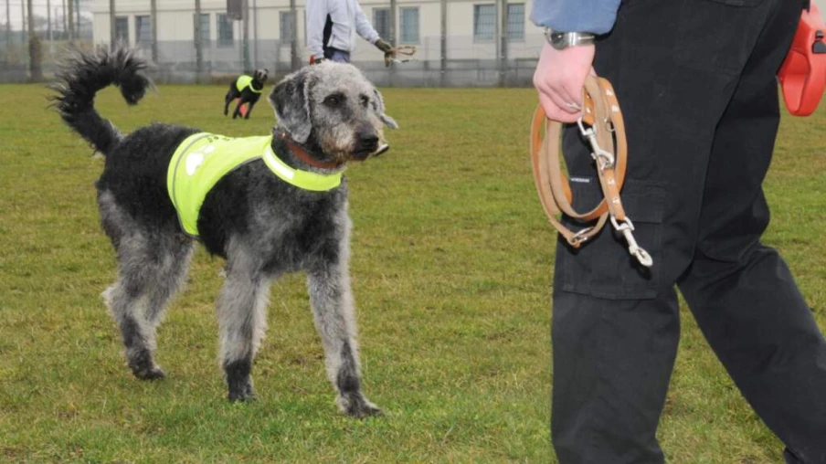 Certification des formateurs et organisations de chiens d'assistance