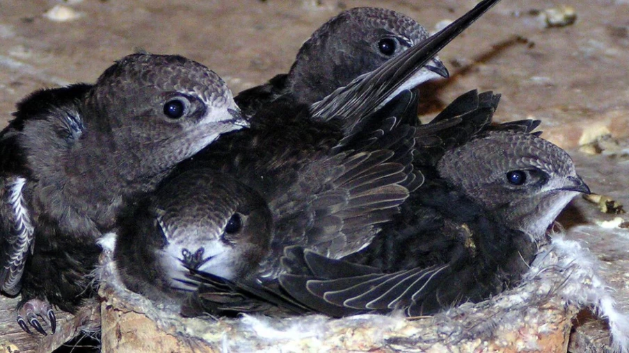 Oiseaux et chaleur : comment les aider en période de canicule