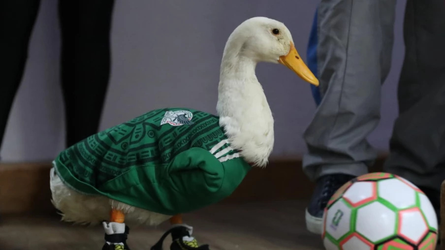 Merlin, le canard mascotte du Mexique, honoré par la présidente