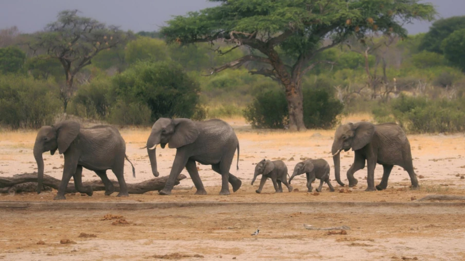 Zimbabwe : abattage d’éléphants pour réguler la population et distribution de viande aux communautés