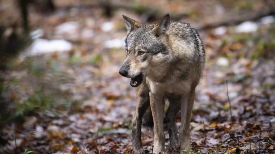 Abattage des loups : période de reproduction et districts francs