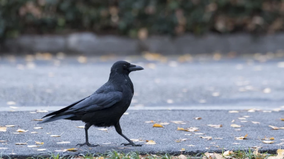 Nyon : le bruit des corbeaux freux comparable à une route
