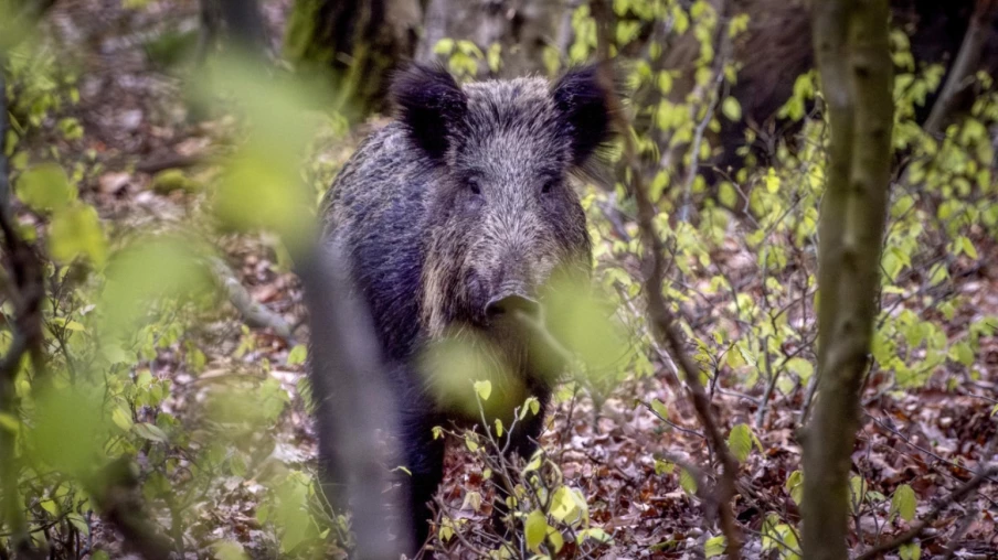 Chasse d’été du sanglier à Fribourg : permis requis, 1-31 juillet