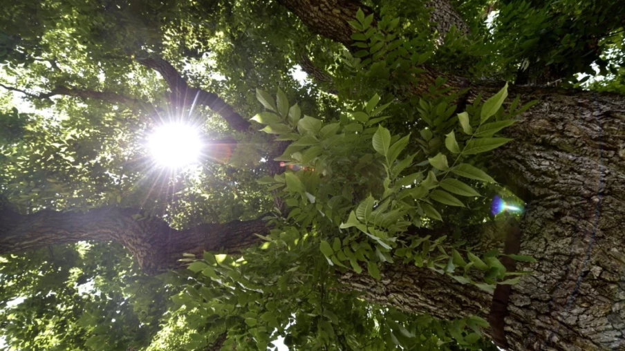 Exposition à Genève : arbres remarquables et leurs jardiniers