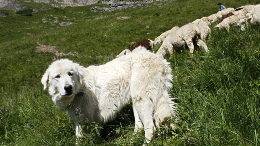 Loup dans l'Arc jurassien: les Verts veulent protéger les troupeaux