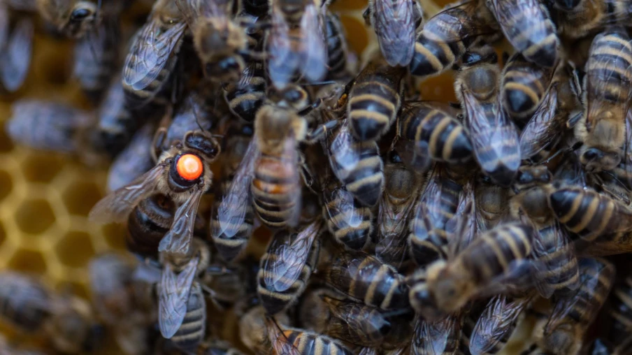 Près d'un cinquième des colonies d'abeilles suisses décimé durant l'hiver, avec des pertes record dans la région lémanique
