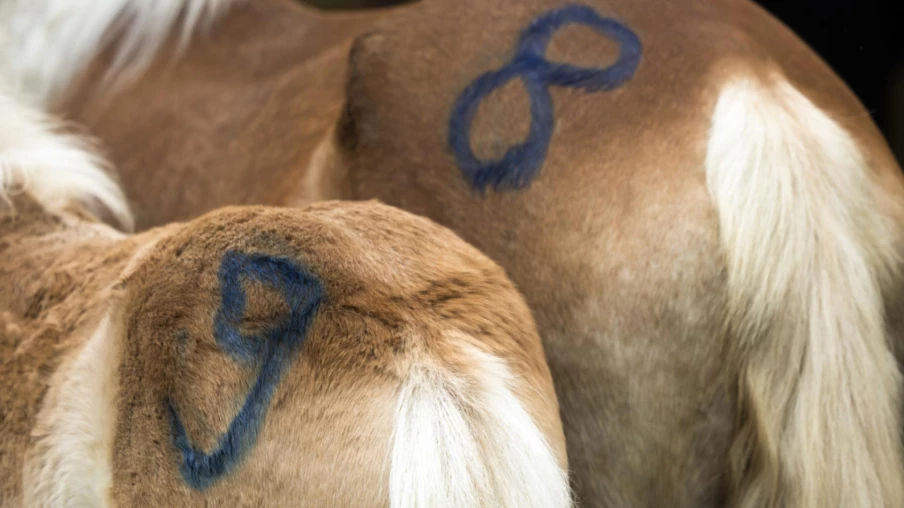Ramiswil (SO) : 122 chiens euthanasiés, risques sous-estimés