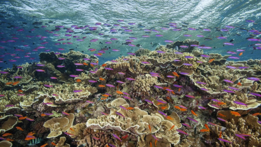 Grande Barrière de corail : l'Unesco alerte sur son état préoccupant