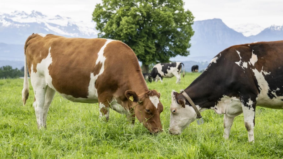 La moitié des bovins privés d'estivage en France a trouvé un plan B