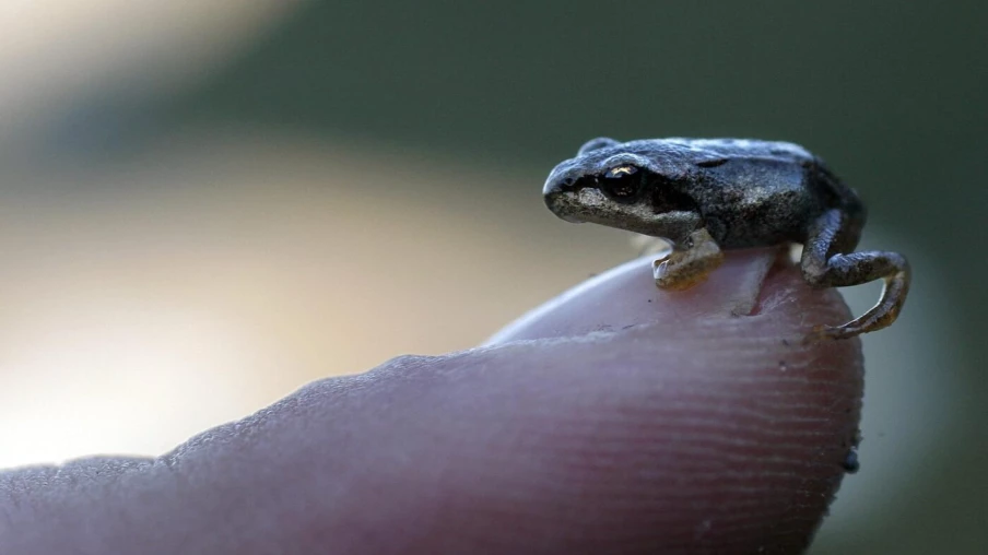 La grenouille rousse menacée en basses altitudes en Suisse