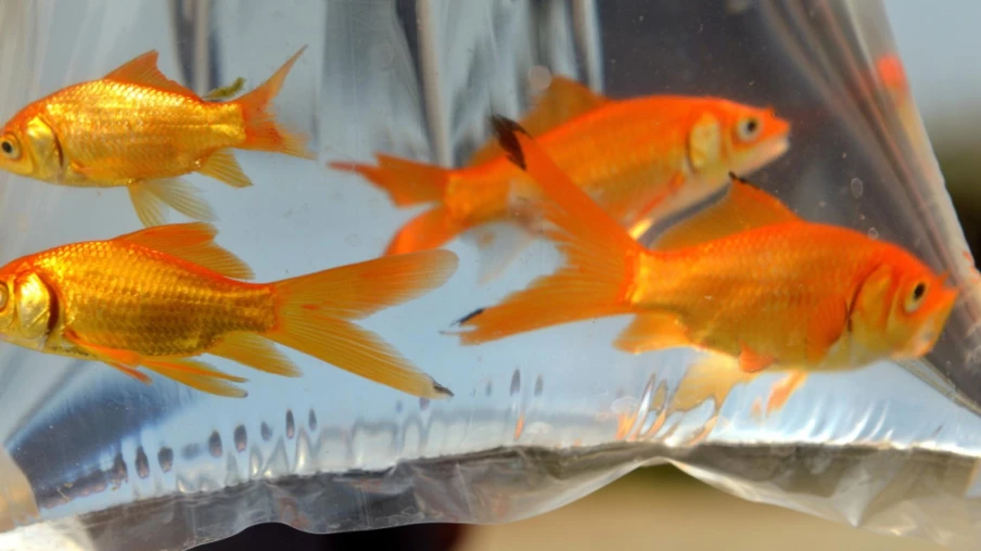 Poissons rouges relâchés : menace pour la biodiversité et interdits