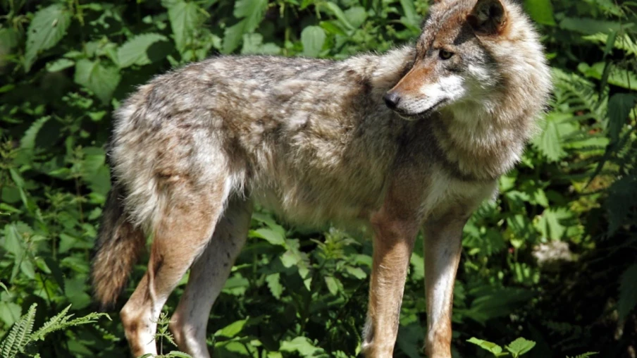 Barrières olfactives : l'UniNE étudie si les odeurs repoussent le loup