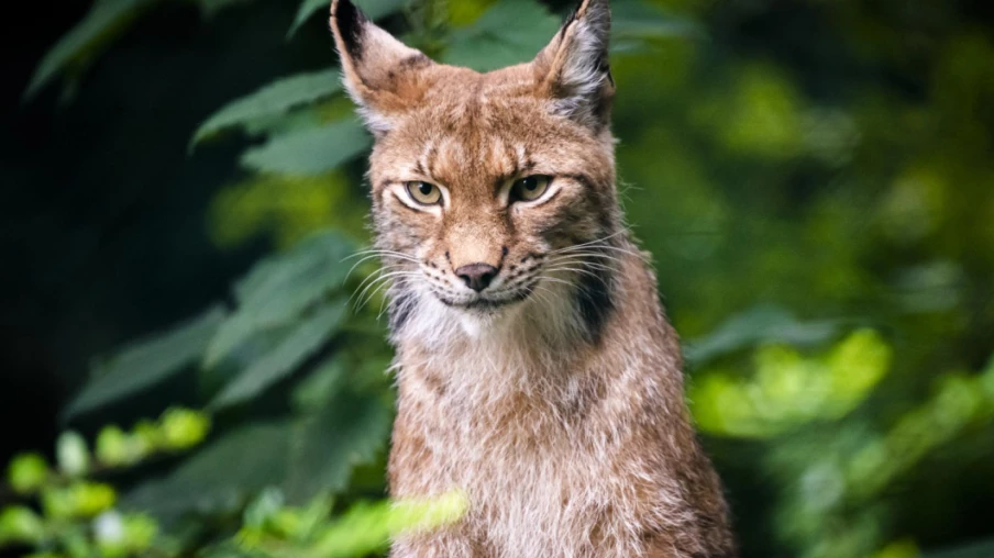 Lynx retrouvé mort lundi sur la route au col de la Givrine (VD)