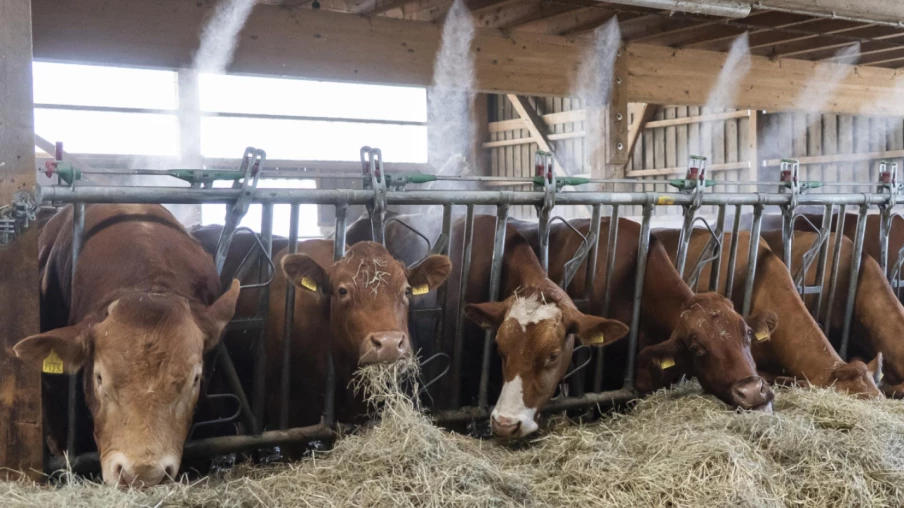 Neuchâtel : mesures d'urgence pour l'agriculture en sécheresse