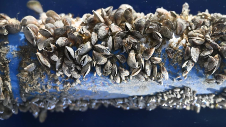 moule quagga : désinfection des bateaux dans les Trois-Lacs en 2027