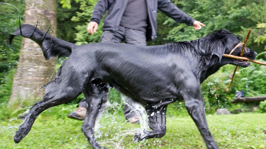 Faune sauvage : Fribourg crée 12 nouvelles zones de tranquillité