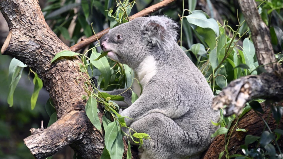 Au zoo de Zurich, le koala champion de la détente face à la chaleur