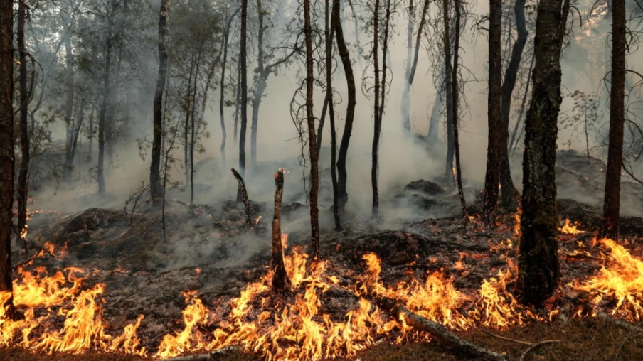 Forêt de Fontainebleau : les incendies ont ravagé plus de 1900 ha