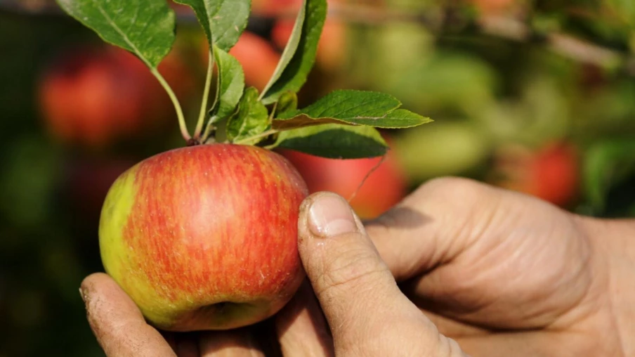 Comment le fruit est devenu un objet de profit dans l'histoire