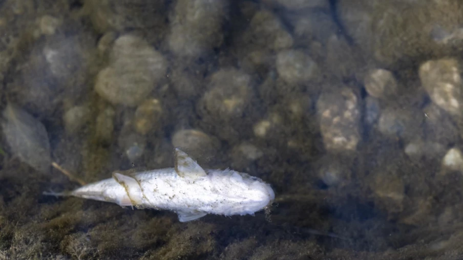 Sécheresse dans le canton de Neuchâtel : sauvetage de poissons en rivière