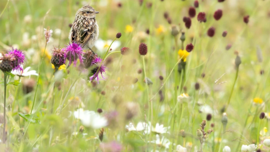 Tarier des prés : un oiseau menacé par la fauche tardive en Suisse