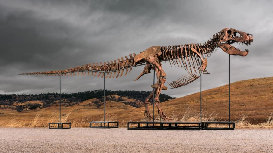 Un T-Rex vendu 50,1 millions de dollars aux enchères à New York