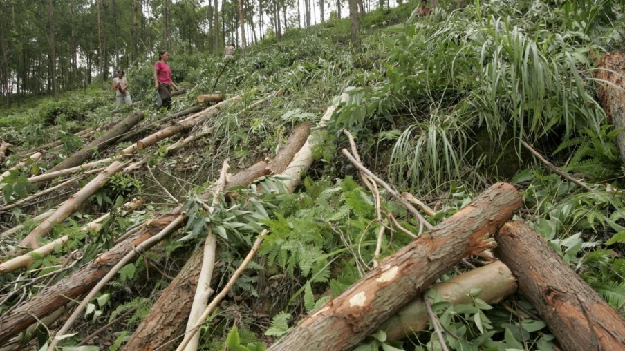 le recul de la déforestation en indonésie n’est pas lié aux entreprises