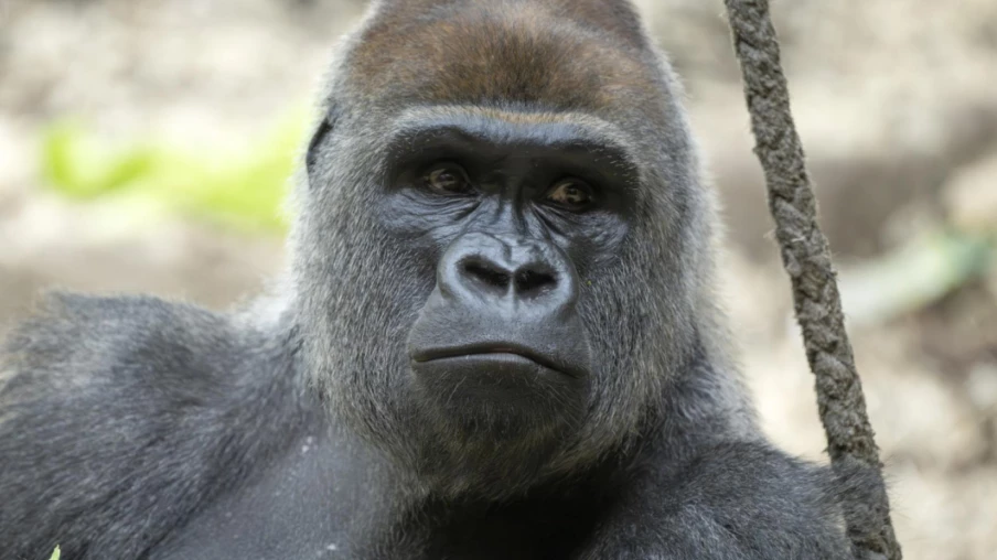 Bâle : Yeba, le gorille du zoo, tue le bébé de sa femelle Joas