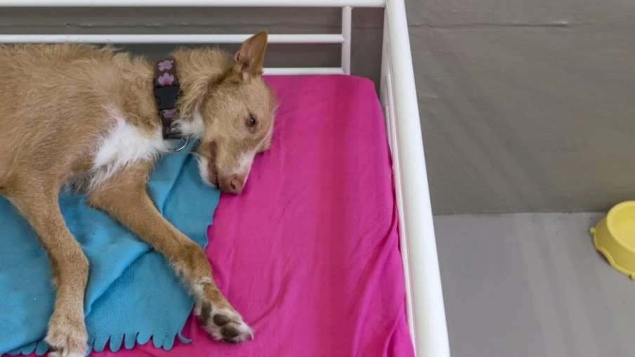 Canicule : comment protéger ses animaux de compagnie ?