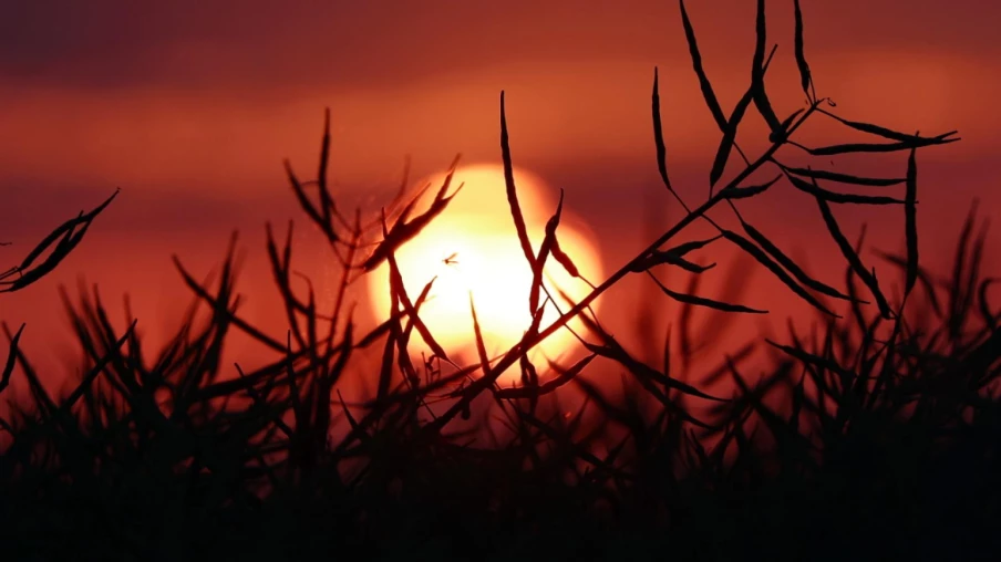 canicule de juin en europe : au moins 12 000 décès excédentaires
