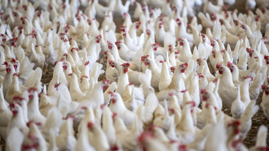 Pétition pour mieux protéger les animaux et réviser la loi suisse