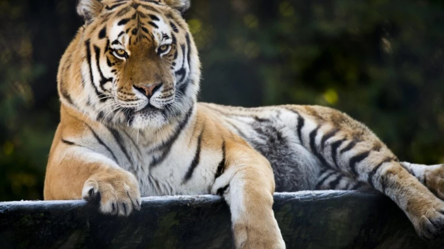 Tinka, la tigresse emblématique du zoo de Servion, est morte à 23 ans