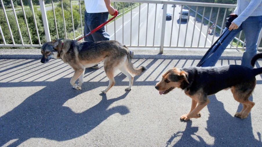À Chiasso, les propriétaires de chiens devront nettoyer leur urine sur les trottoirs