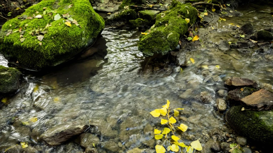 Tine de Conflens fermée : risque de chute d’arbres et de pierres