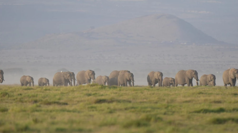 Kenya : enquête sur la mort de 15 éléphants dans le parc d’Amboseli