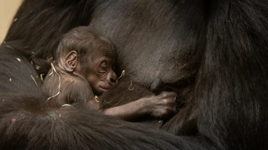 Naissance d’un bébé gorille au zoo de Zurich : première portée de Mayumi