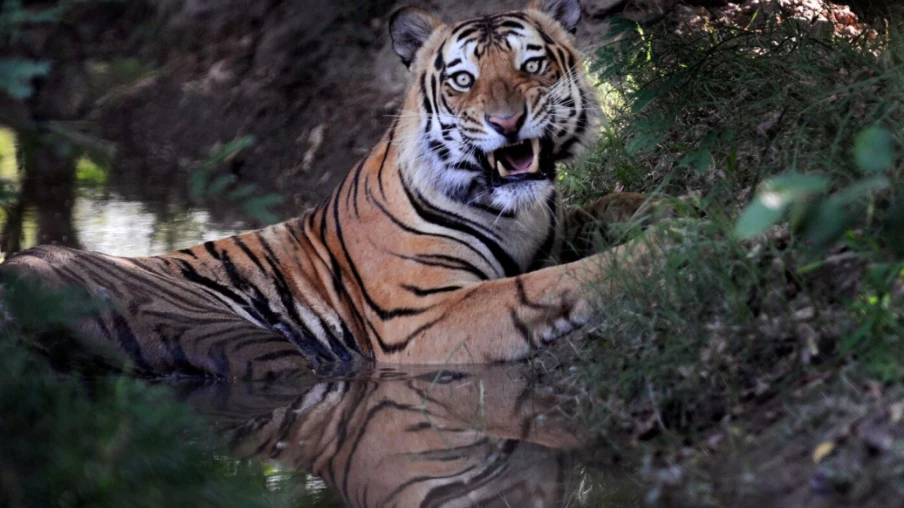 Au Népal, la population de tigres atteint 429 individus, en hausse de 21 %