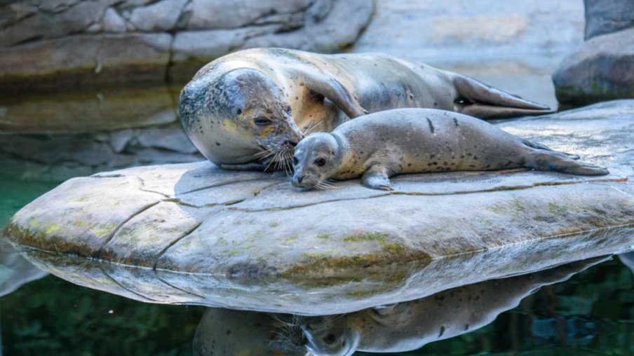 naissance d’un bébé phoque au parc animalier de Berne