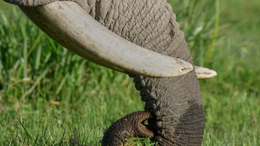 Kenya : 15 éléphants morts à Amboseli, intoxication au cyanure suspectée