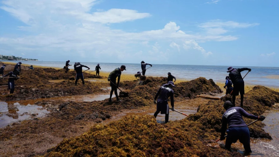 Le Mexique lutte contre un échouement massif de sargasses sur ses plages