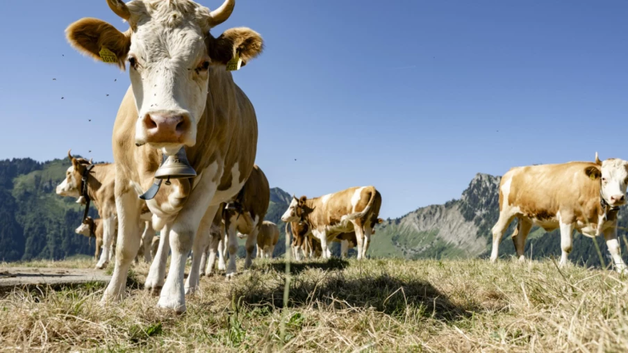 Un nouveau virus de la famille Simbu détecté chez des bovins suisses